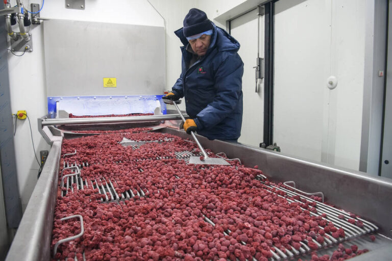 Employees work with frozen raspberries at a company