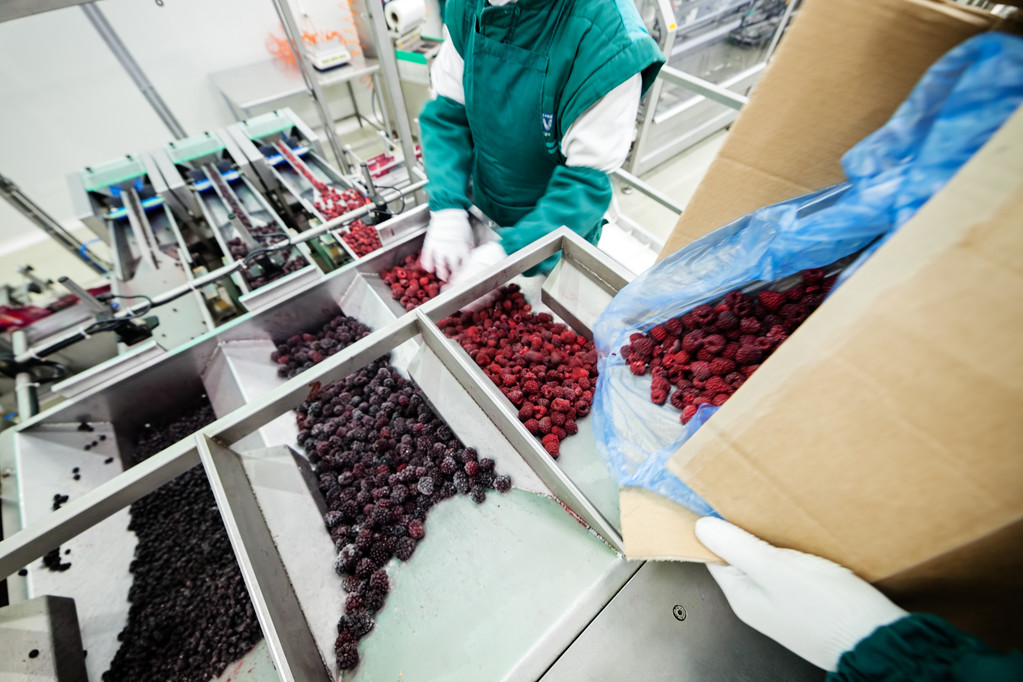 frozen raspberry industrial food manufacturing