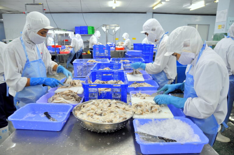 Workers are cutting raw fresh octopus in a seafood factory