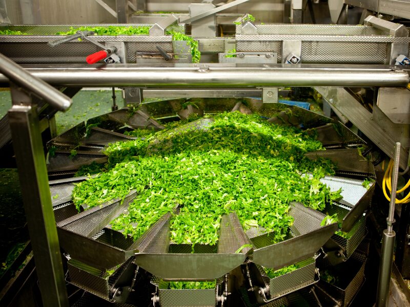 Green vegetables being processed, sliced, and sorted through food manufacturing equipment